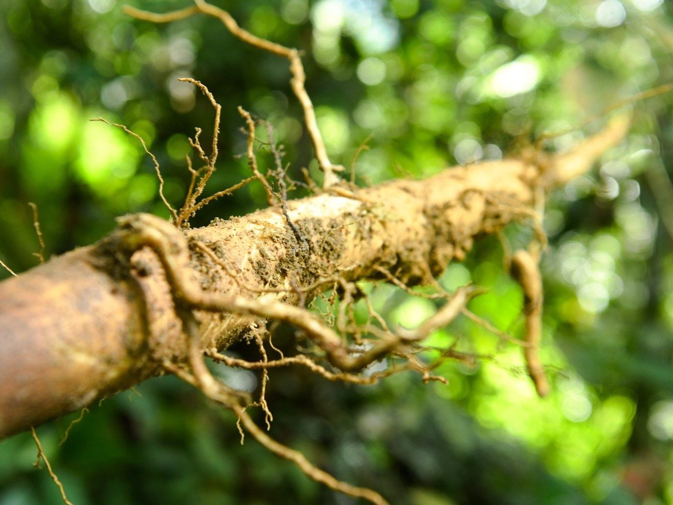 A freshly harvested Tongkat Ali root in the rainforest