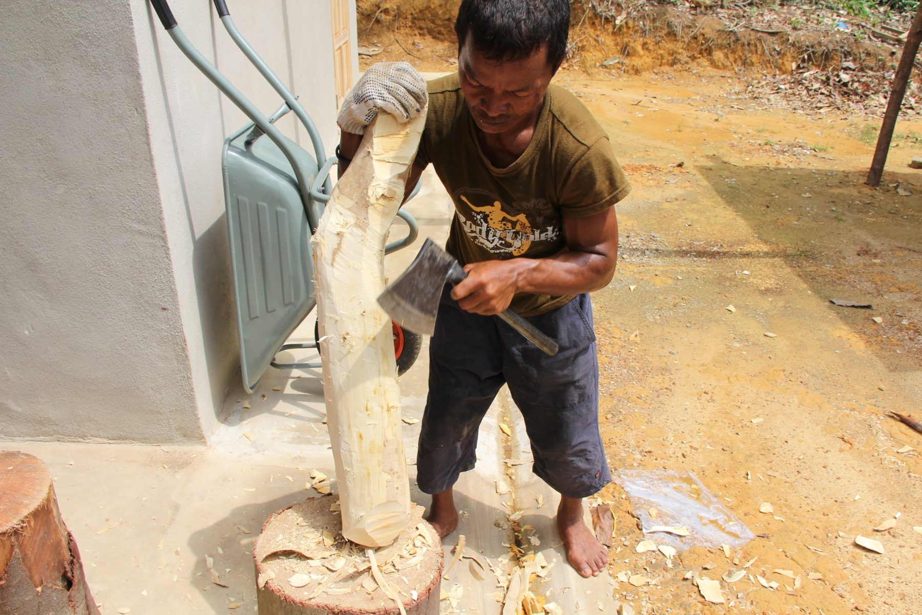 A root collector preparing a freshly harvested Tongkat Ali root