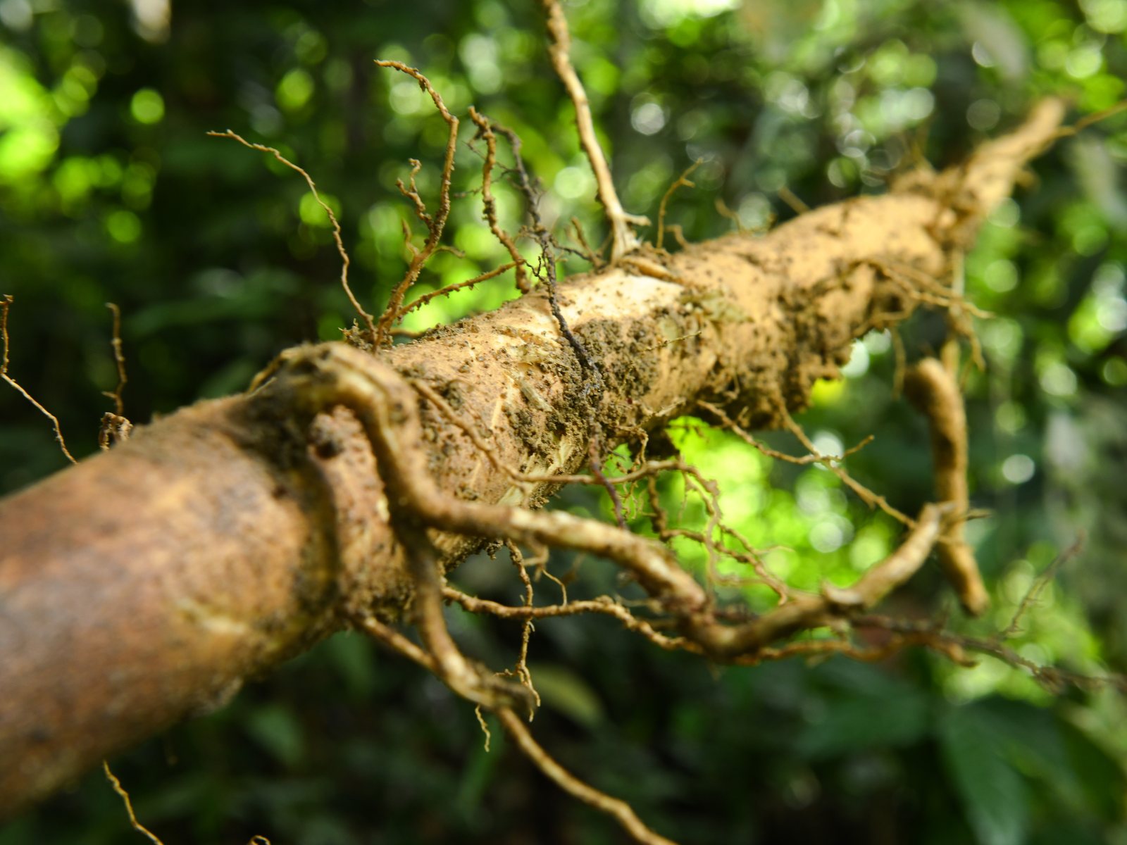 A Tongkat Ali root in the Malaysian rainforest