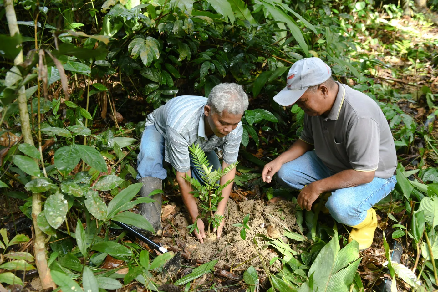 Replanting a Tongkat Ali seedling on the forest floor
