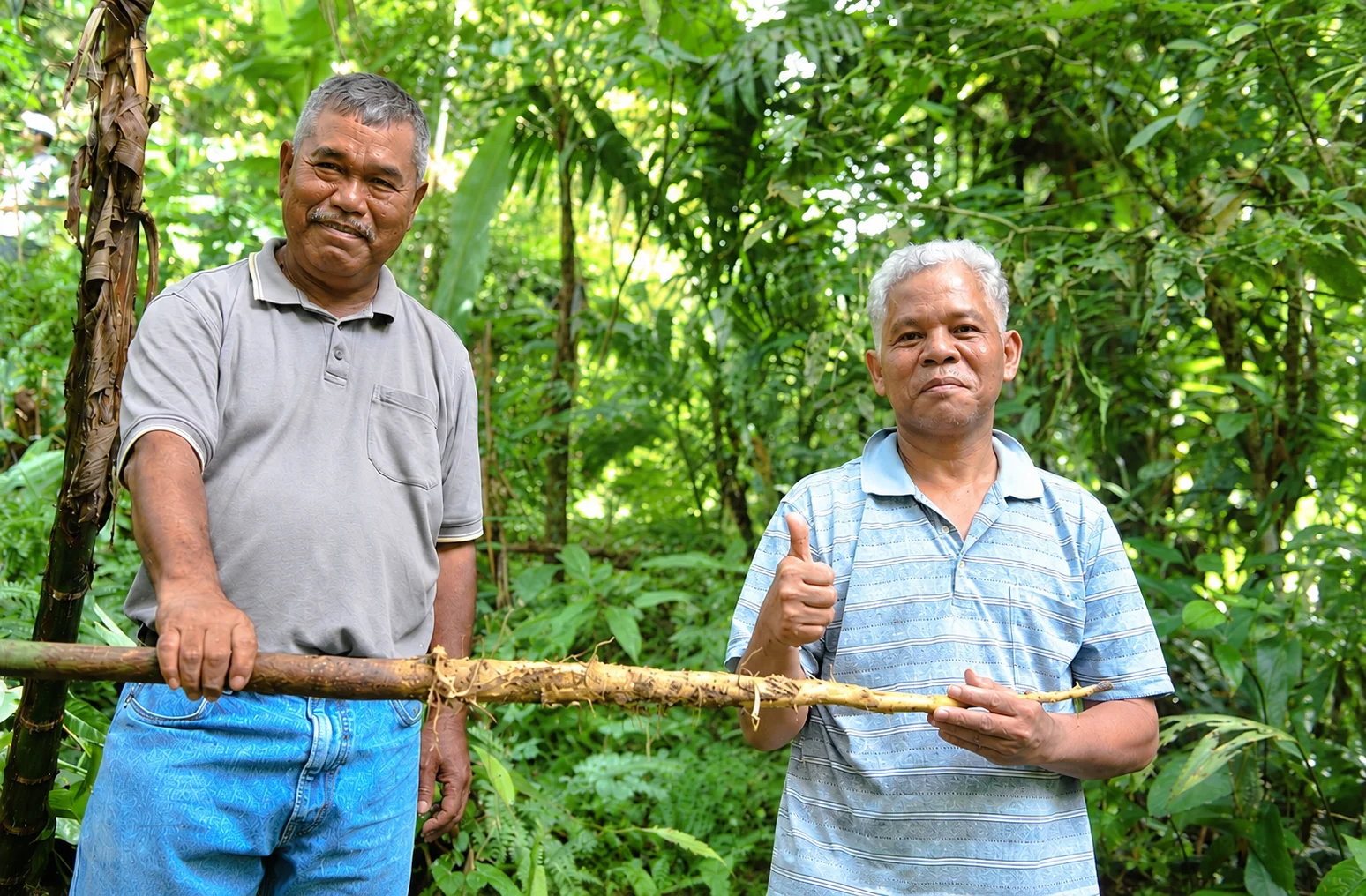 An Orang Asli root collector in the forest, holding a freshly harvested Tongkat Ali root