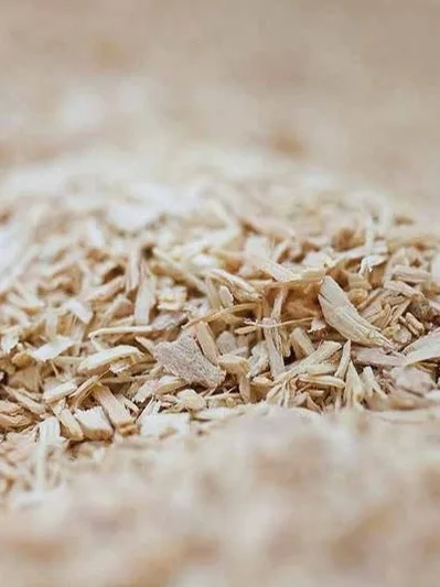 Dried Tongkat Ali root, cut into small pieces for extraction