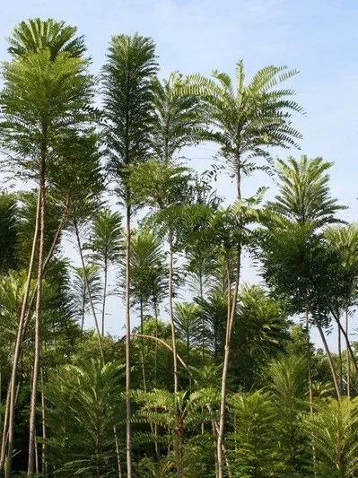 Tongkat Ali trees growing in a tropical forest